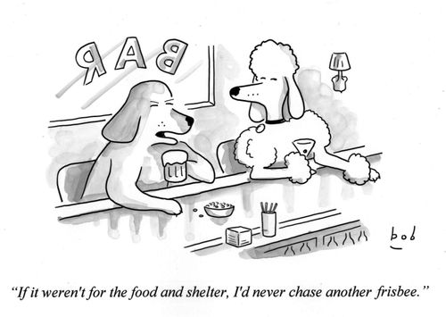 Dogs at bar: 'If it weren't for teh food and shelter, I'd never chase another frisbee.'