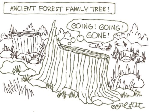 Ancient forest family tree: 'Going!  Going!  Gone!'