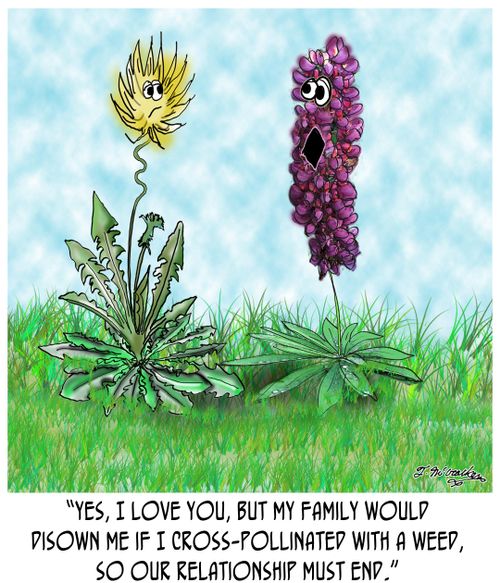 'Yes, I love you, but my family would disown me if I cross-pollinated with a weed, so our relationship must end.'