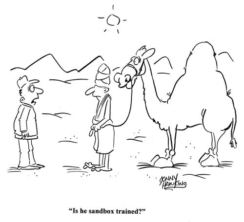 Man buying camel: 'Is he sandbox trained?'