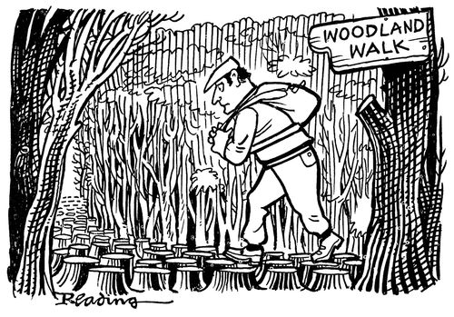 'Woodland walk' (tree stumps).