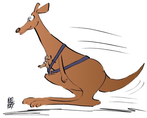 Baby kangaroo has a seatbelt on.