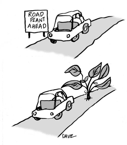 Car on road, sees sign 'Road Plant Ahead' then comes across a plant on the road.