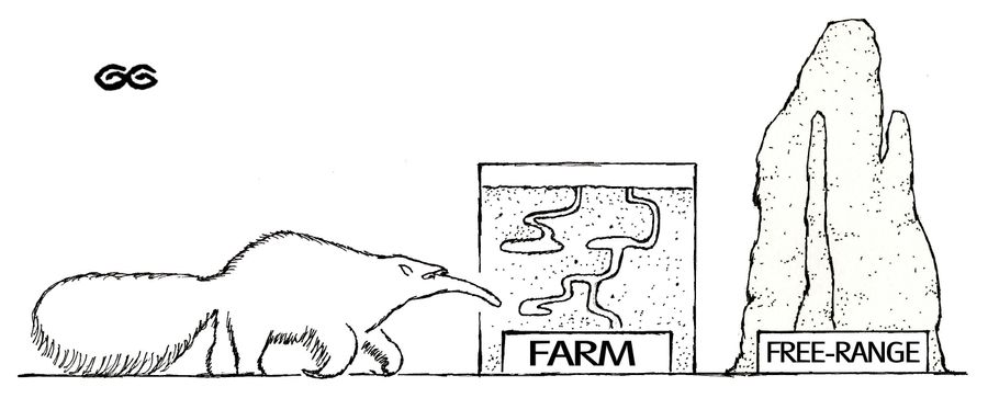 Anteater choosing between a man-made ant farm and an ant hill with Free-Range sign.