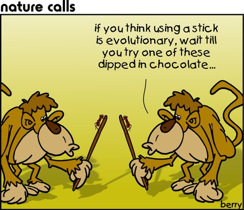 'If you think using a stick is evolutionary, wait till you try one these dipped in chocolate.'