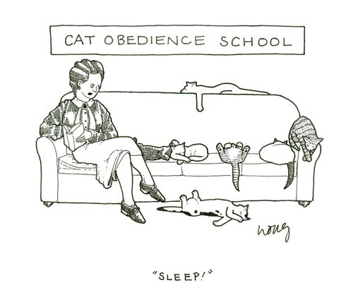 Cat Obedience School