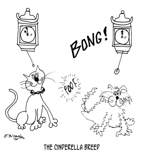 The Cinderella Breed.