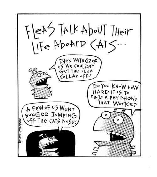 "Fleas talk about their life aboard cats..."
