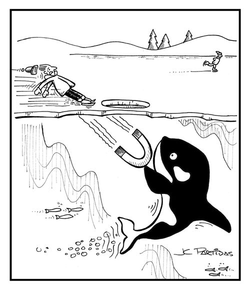 Orca magnet attracts skater.