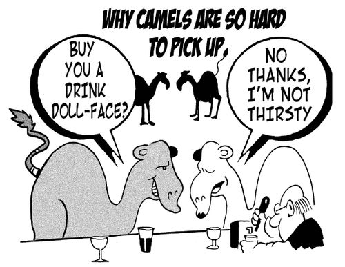 Why camels are so hard to pick up: One says to the other - 'Buy you a drink, doll face?' The camel replies - 'No thanks, I'm not thirsty.'