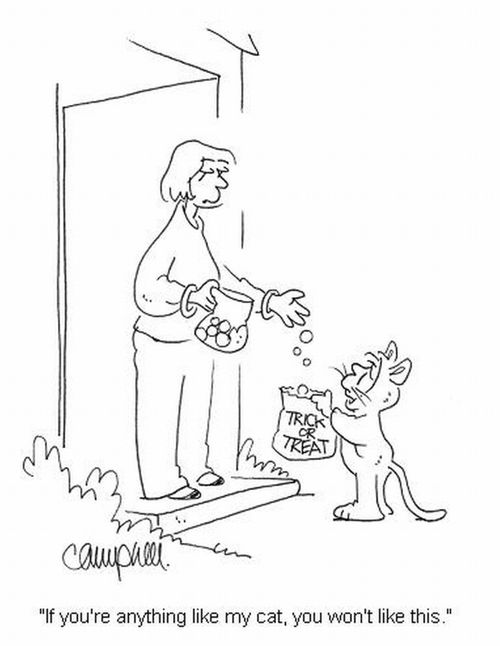 'If you're anything like my cat, you won't like this.'