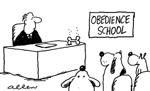 Dog obedience school: with bone on teacher's table