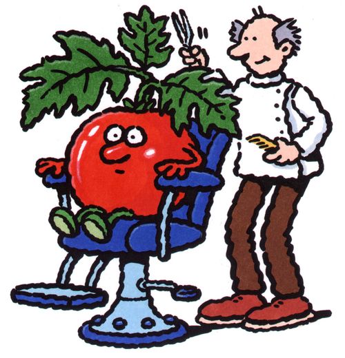 Hairdresser pruning a vegetable (colour).