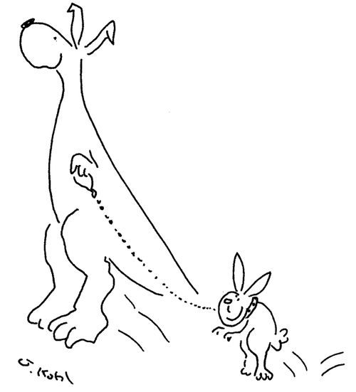 Kangaroo walking rabbit.
