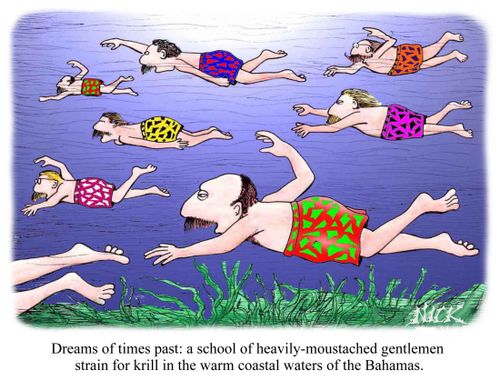 Dreams of times past - a school of heavily moustached gentlemen strain for krill in the warm coastal waters of the Bahamas.