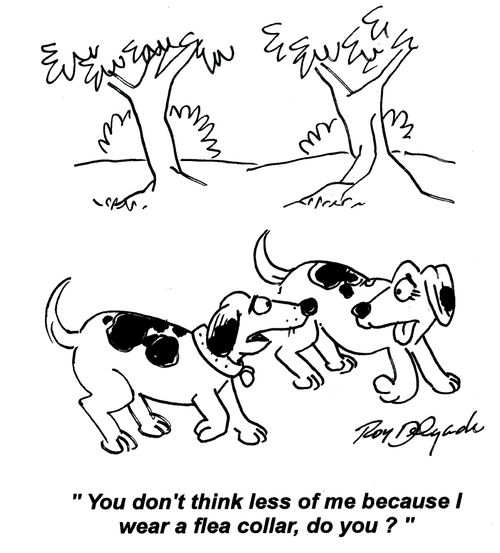 'You don't think less of me because I wear a flea collar do you?'