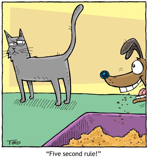 'Five second rule!' (dog and cat)
