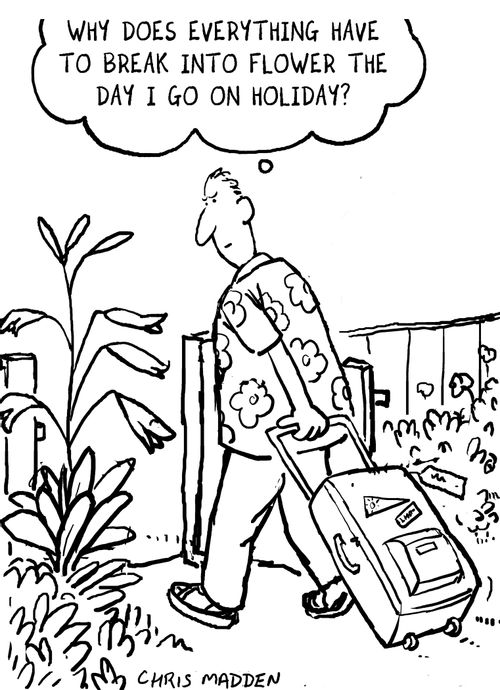 'Why does everything have to break into flower the day I go on holiday?'