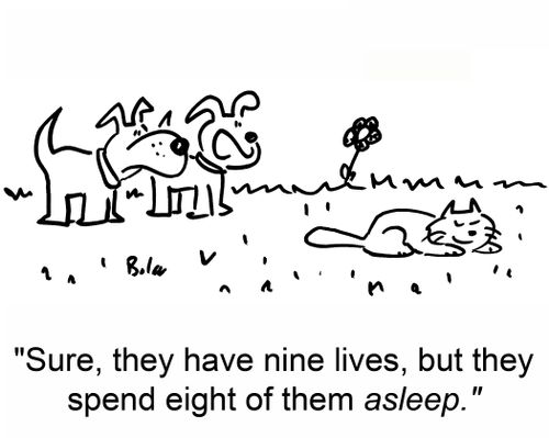 'Sure, they have nine lives, but they spend eight of them asleep.'