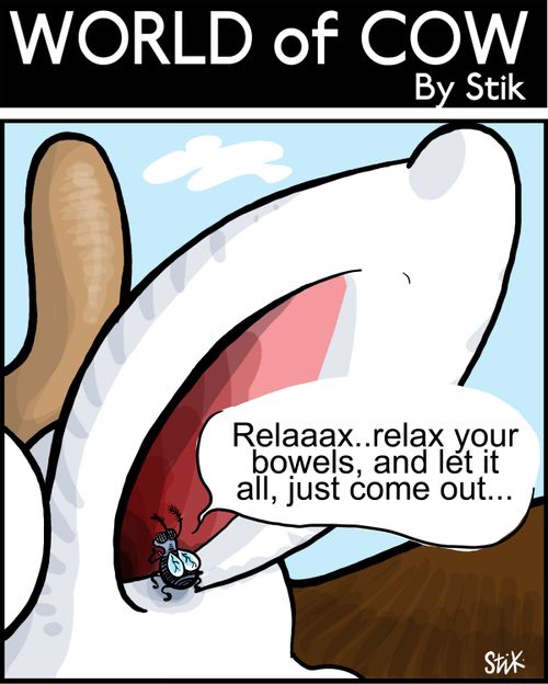Fly speaking to cow: Relaaax..relax your bowels, and let it all, just come out...