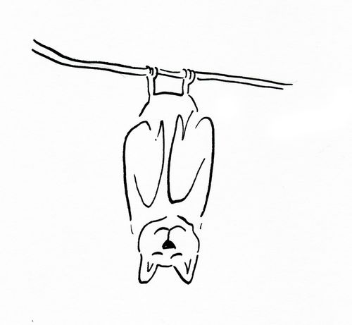 Bat