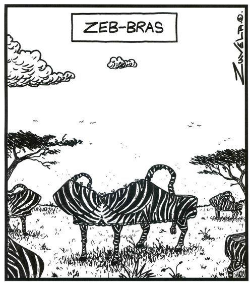 Zeb-bras.