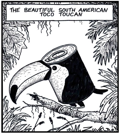 The beautiful South American Toco Toucan a Toucan in the form of a can