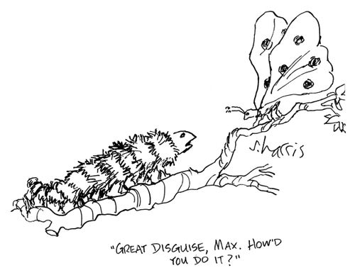 Caterpillar to butterfly: 'Great disguise, Max.  How'd you do it?'