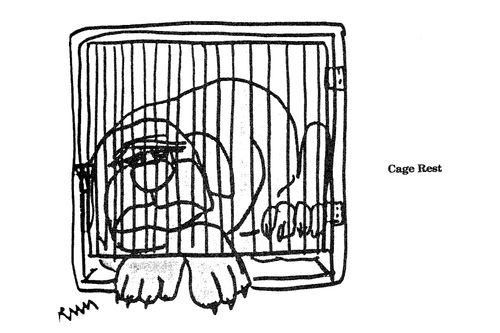 Cage Rest.