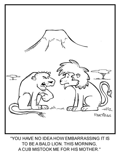 "You have no idea how embarrassing it is to be a bald lion. This morning a cub mistook me for his mother."