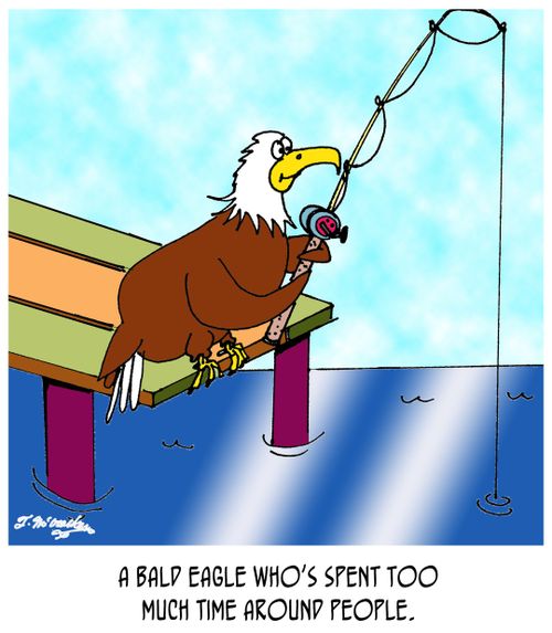 A bald eagle who's spent too much time around people.