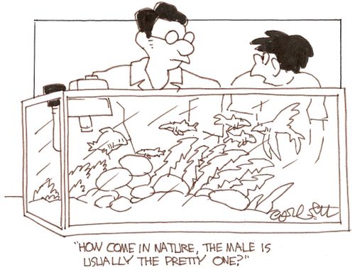 'How come in nature, the male is usually the pretty one?'
