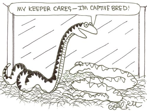 'My keeper cares - I'm captive bred!'