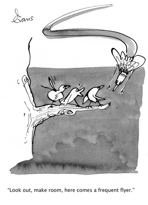 'Look out, make room, here comes a frequent flyer.'