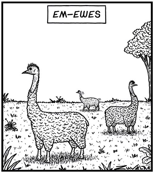 Em-Eews: Emus and Ewes in the form of each other.
