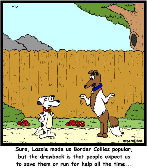 'sure, Lassie made us Border Collies popular, but the drawback is that people expect us to save them or run for help all the time...'