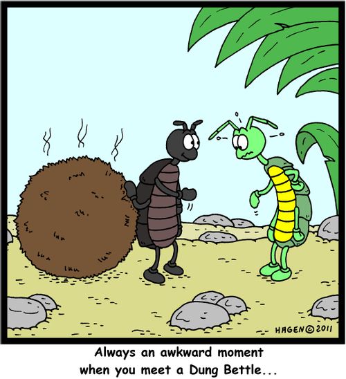 Always an awkward moment when you meet a Dung Beetle...