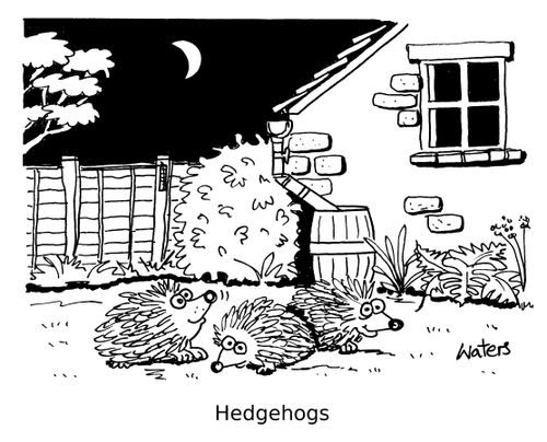 Hedgehogs