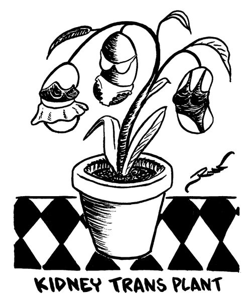 Kidney Trans Plant