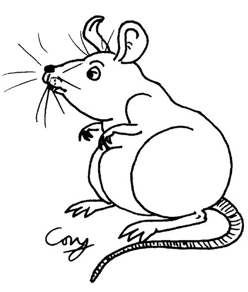 Rat/Mouse