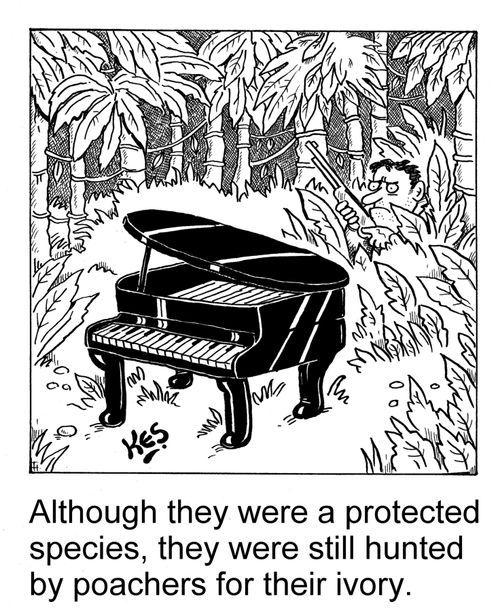 Although they were a protected species, they were still hunted by poachers for their ivory.