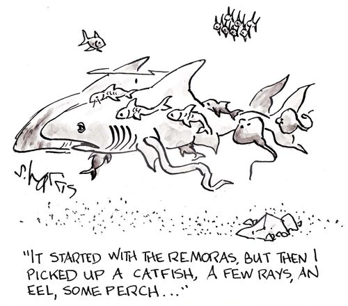 'It started with the remoras, but then I picked up a catfish, a few rays, an eel, some perch...'