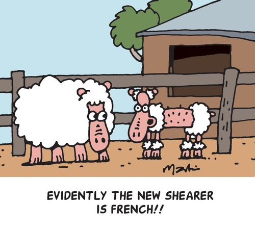 Evidently the new shearer is French.
