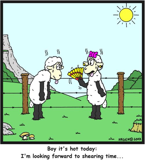 'Boy it's hot today: I'm looking forward to shearing time...'