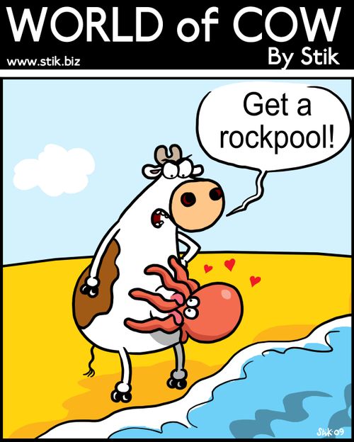 Get a rockpool!
