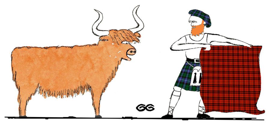 Highland cow and Scottish bull fighter.