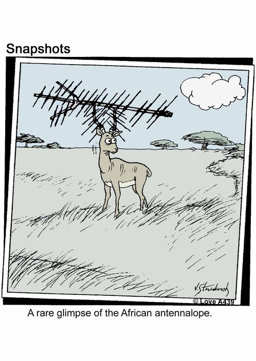 'A rare glimpse of the African Antennalope.'
