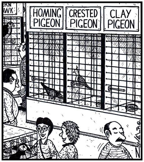 Homing Pigeon / Crested Pigeon / Clay Pigeon.