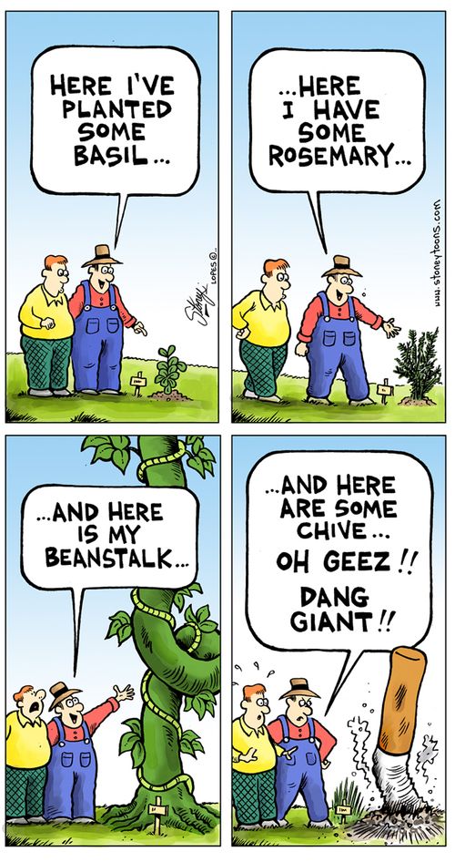 Here i've planted some basil...here I have some Rosemary...and here is my Beanstalk...and here are some chive...Oh Geez!! Dang Giant.'