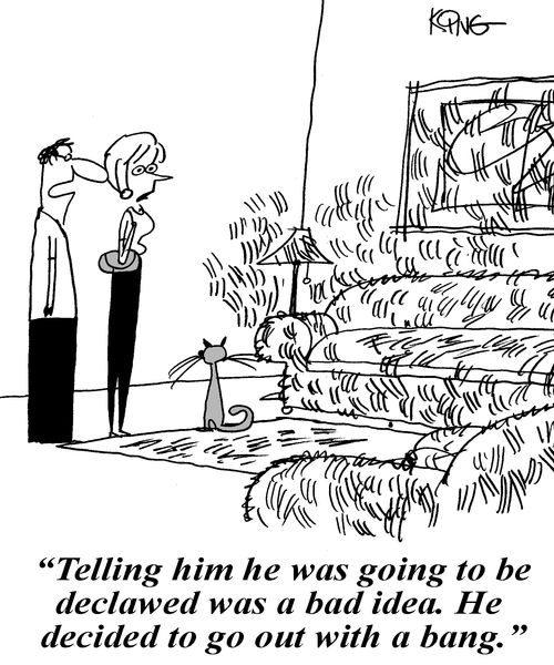 'Telling him he was going to be declawed was a bad idea. He decided to go out with a bang.'